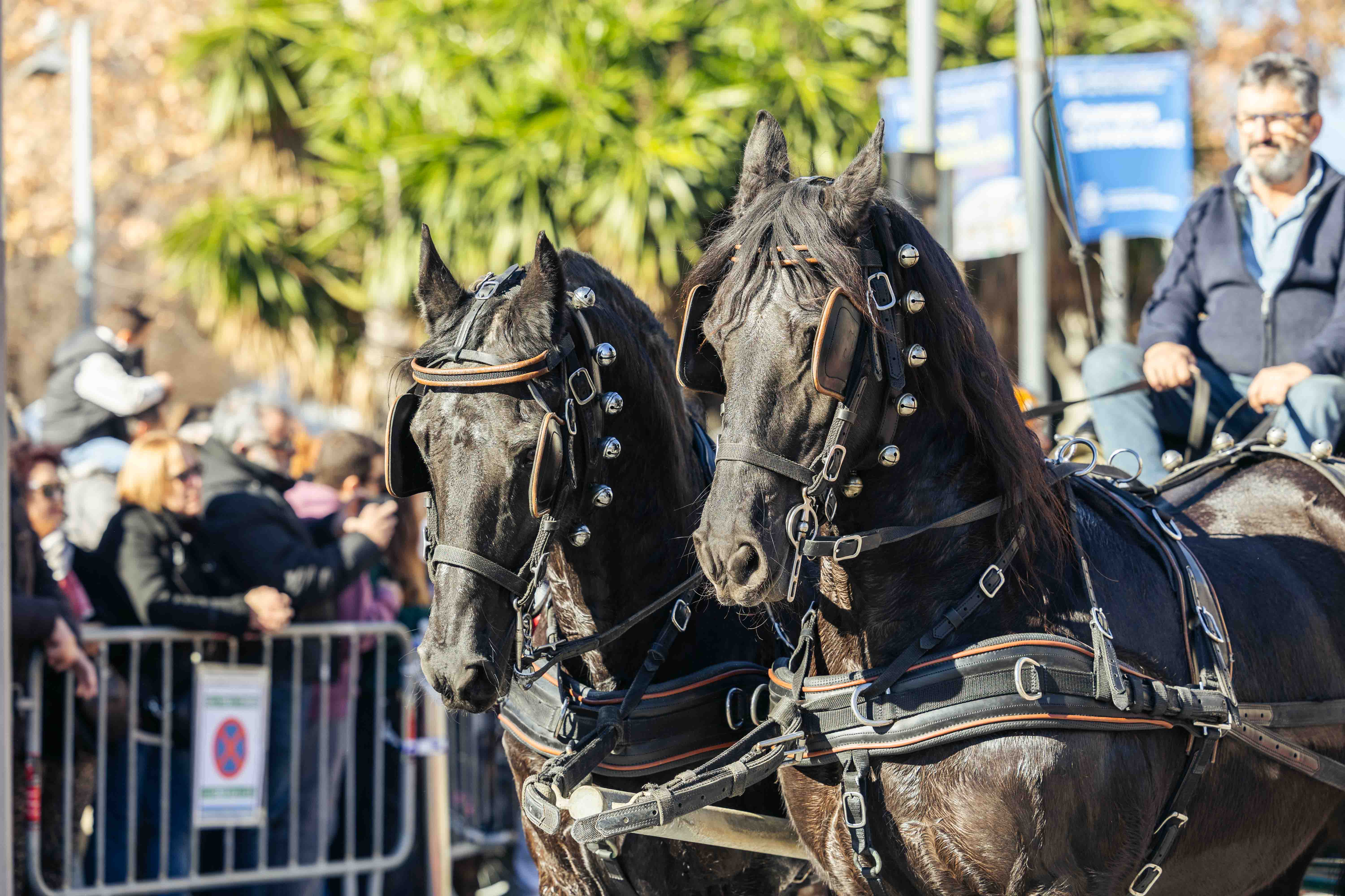 Passada dels Tres Tombs 2025. FOTO: Arnau Padilla