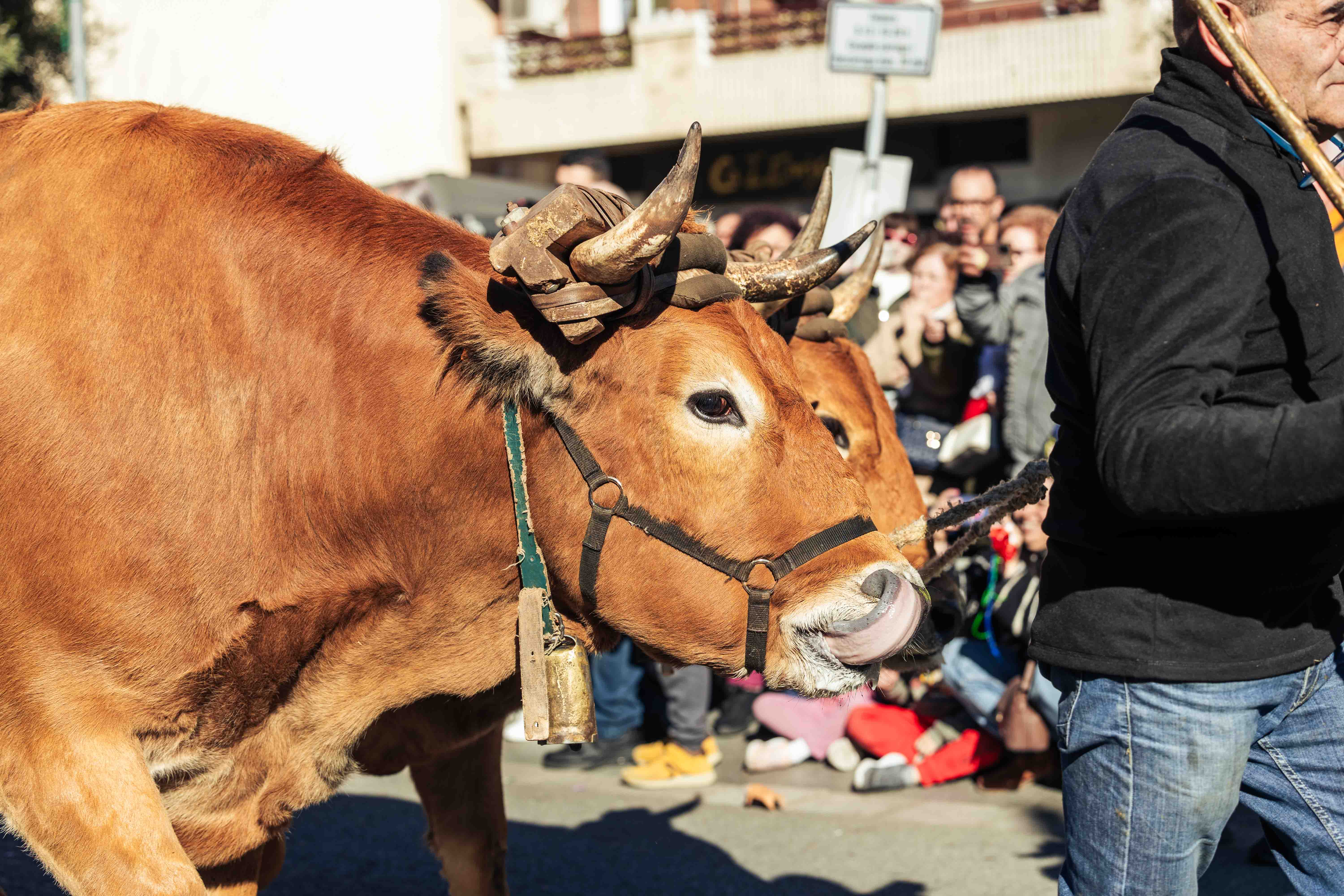 Passada dels Tres Tombs 2025. FOTO: Arnau Padilla